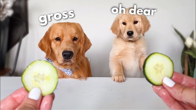 Pieski recenzują jedzenie