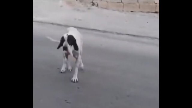 Pies oszukał człowieka, aby zdobyć jedzenie