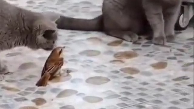 Ptak uratował się przed zjedzeniem przez koty, dzięki udawaniu posągu