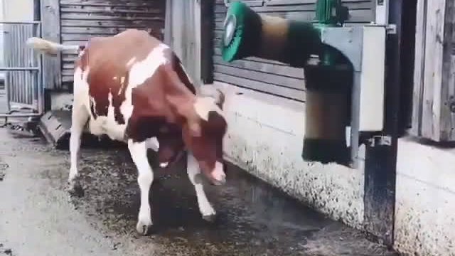 Krowa się cieszy z maszyny do czochrania