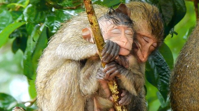 Dorosła małpa pokryła osieroconego szczeniaka przed deszczem
