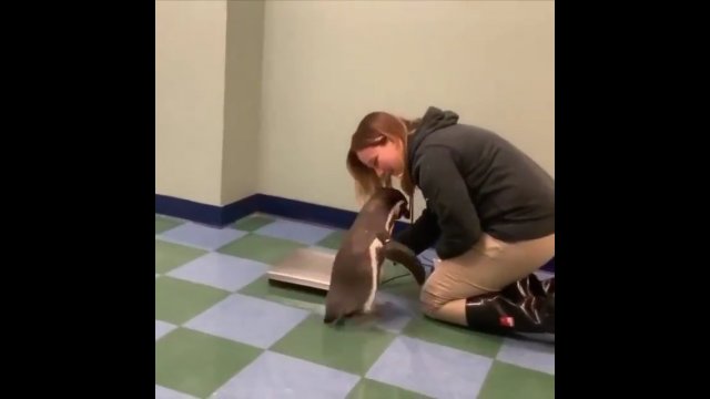 Ważenie pingwinów to nie taka prosta sprawa [WIDEO]