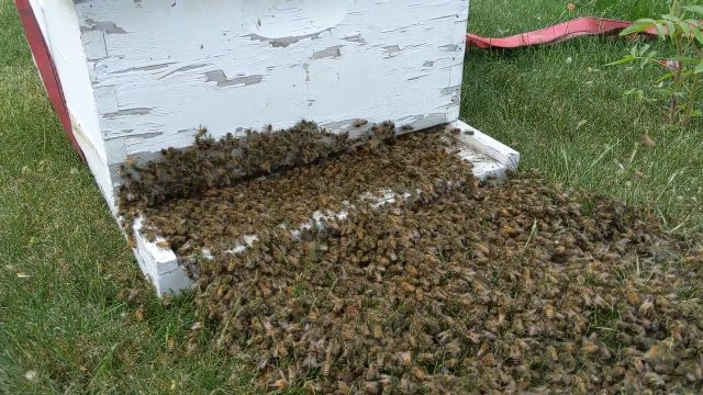 Przeprowadzka pszczół do nowego lokum