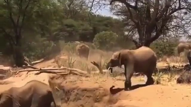 Matka słonica pokazująca swojemu dziecku jak schodzić z góry