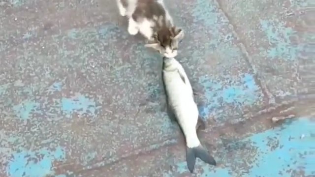 Kotek zabrał rybę i rzucił się do ucieczki